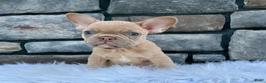 Duke