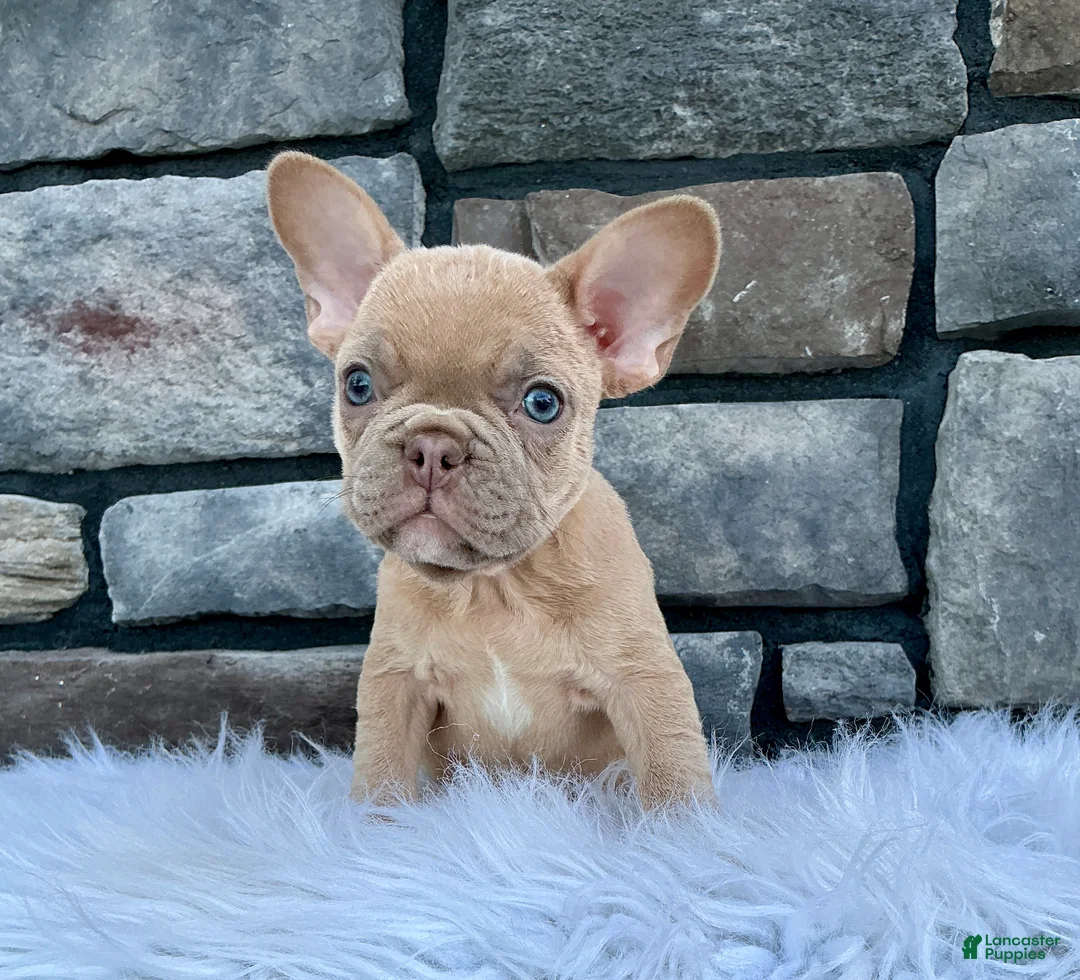 French Bulldog dogs for sale: Duke - Ad 1