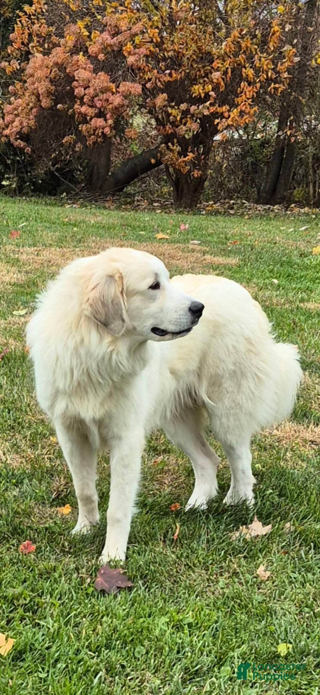 Shiloh 