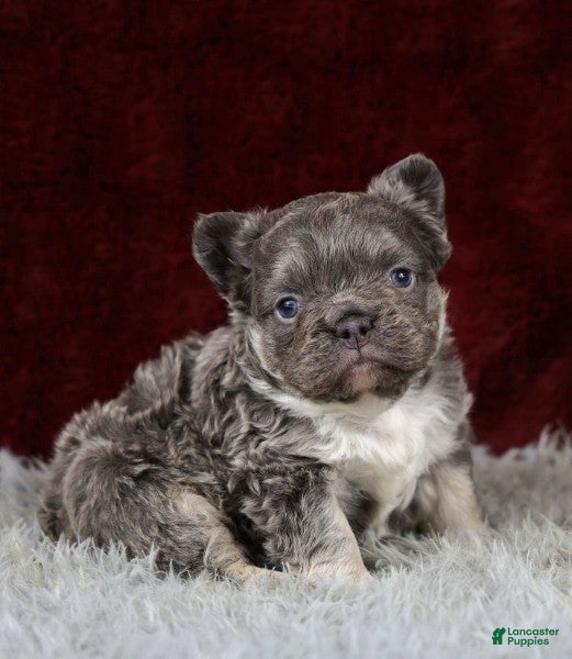 French Bulldog dogs Snuggles - Ad 2