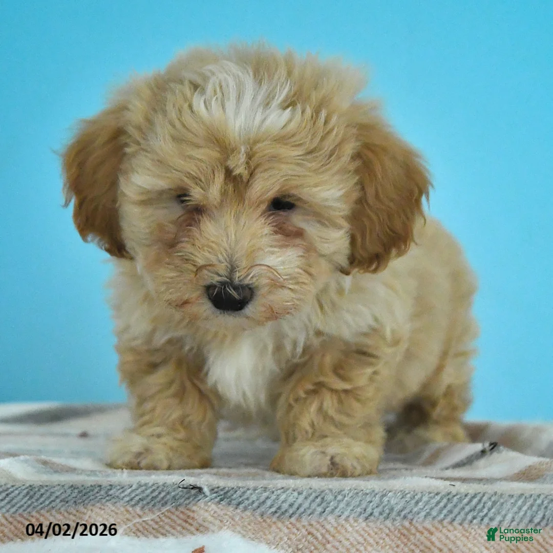 Maltipoo dogs for sale: Lewis - Ad 2