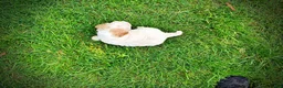 Havapoo dogs for sale: Ashley-SUMMER SALE!! $100 off listed price-this week only! - Ad 11