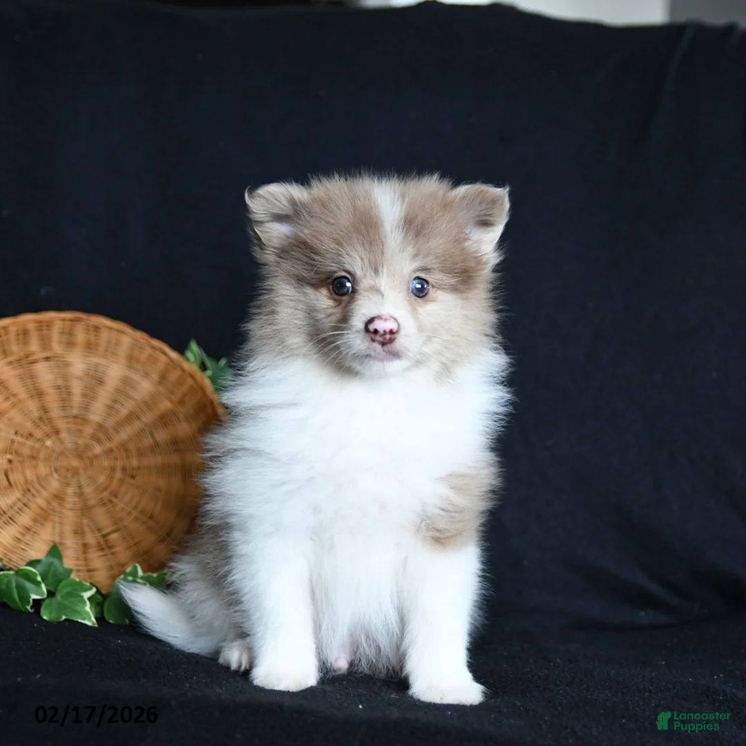 Pomeranian dogs for sale: Freddie - Ad 3