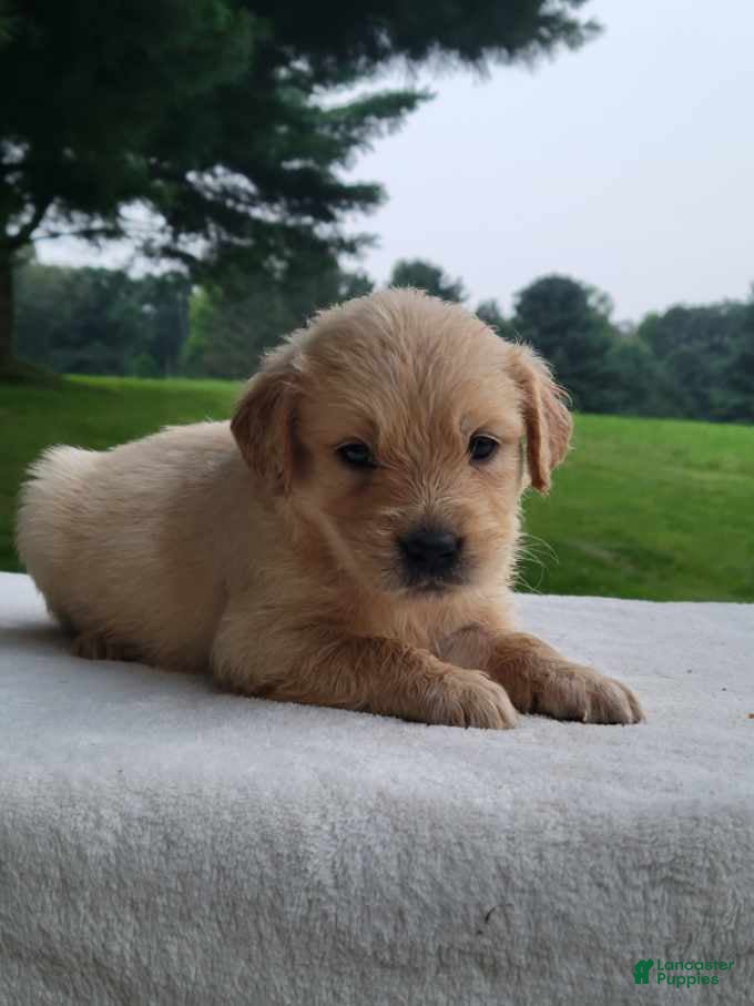 Golden Retriever dogs Milly - Ad 1