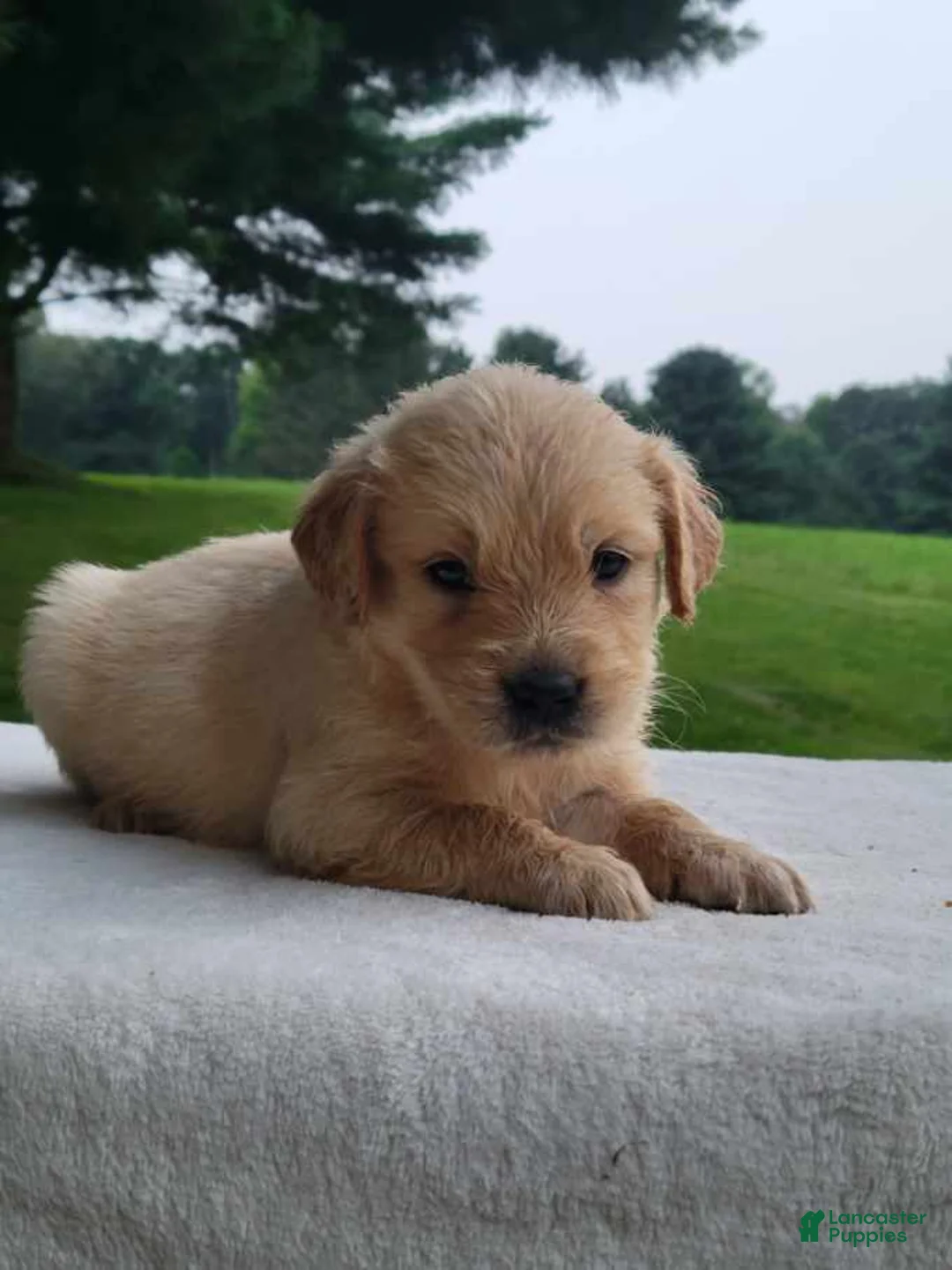 Golden Retriever dogs for sale: Milly - Ad 1