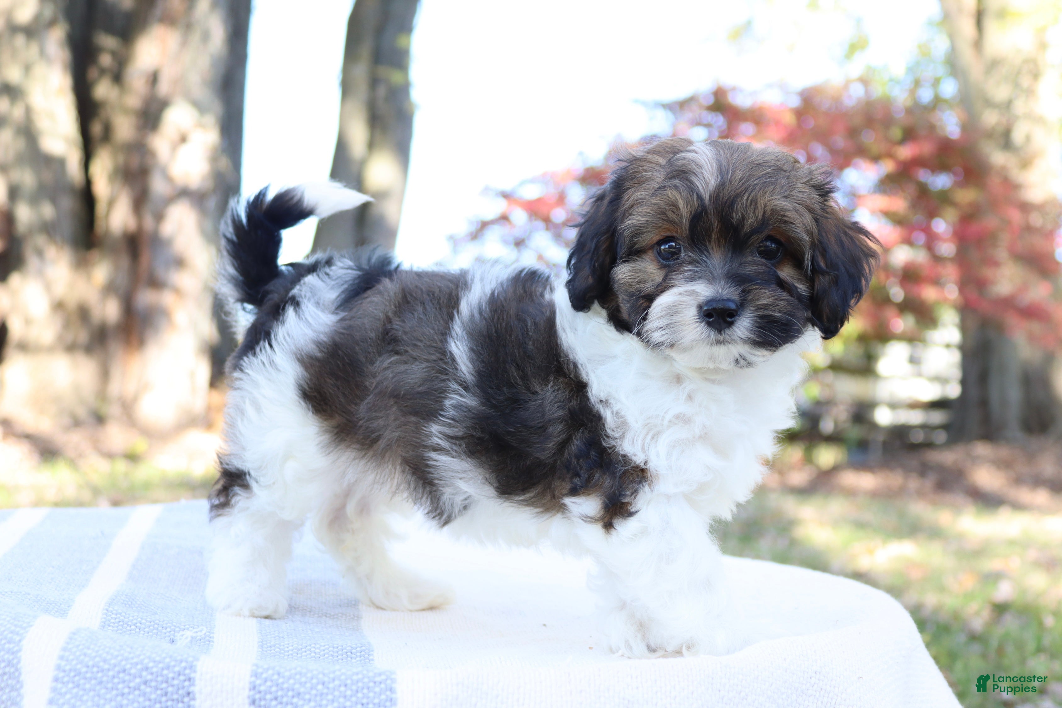 Cavapoo dogs for sale: Ruby - Ad 1