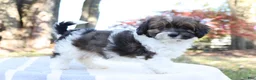 Cavapoo dogs for sale: Ruby - Ad 1