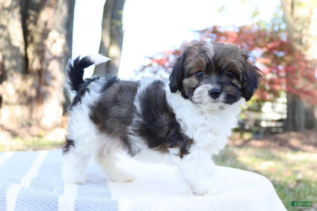 Cavapoo dogs for sale: Ruby - Ad 1