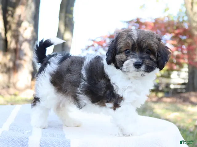 Cavapoo dogs for sale: Ruby - Ad 1