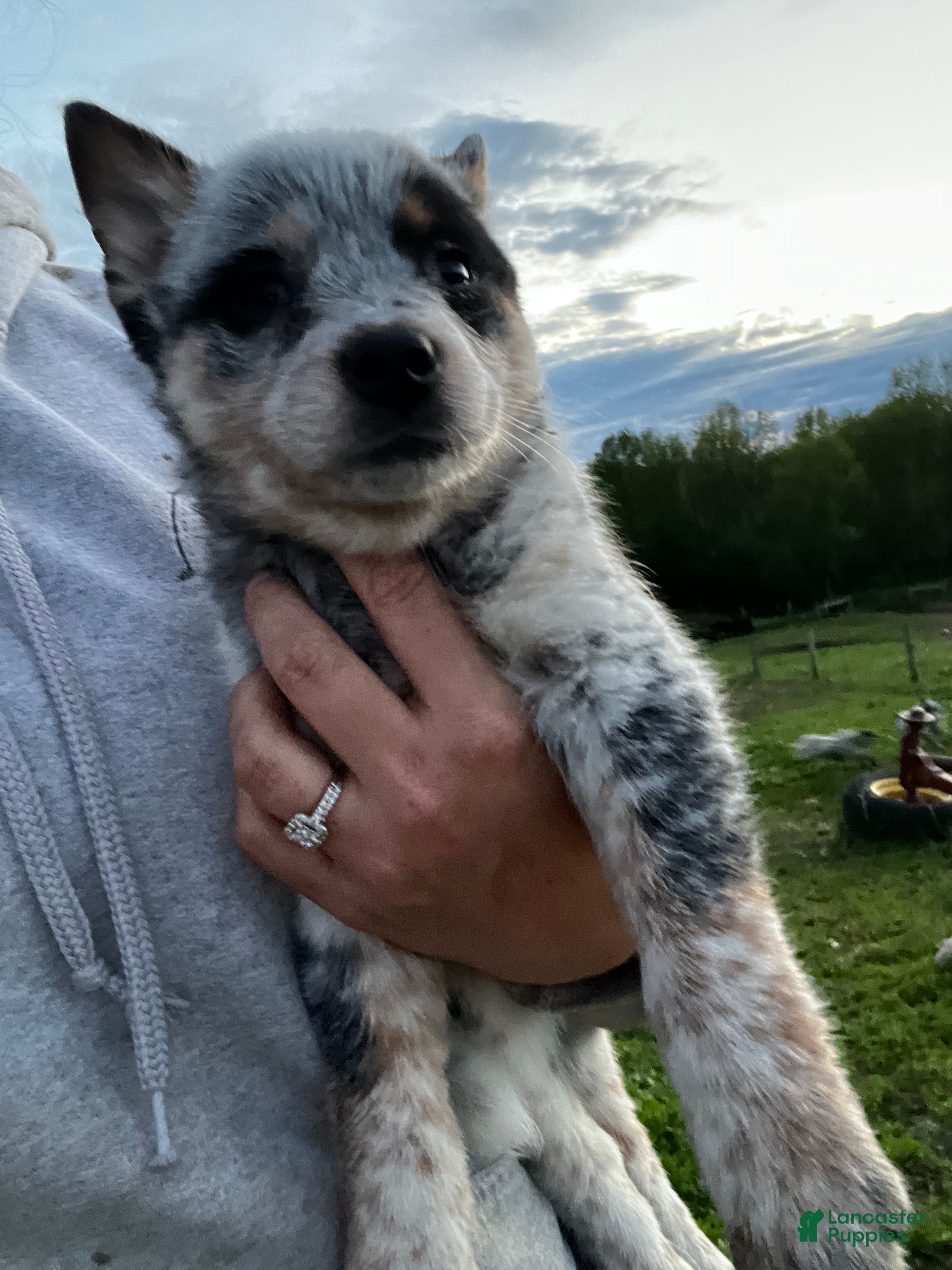 Australian Cattle Dog dogs Monica  - Ad 2