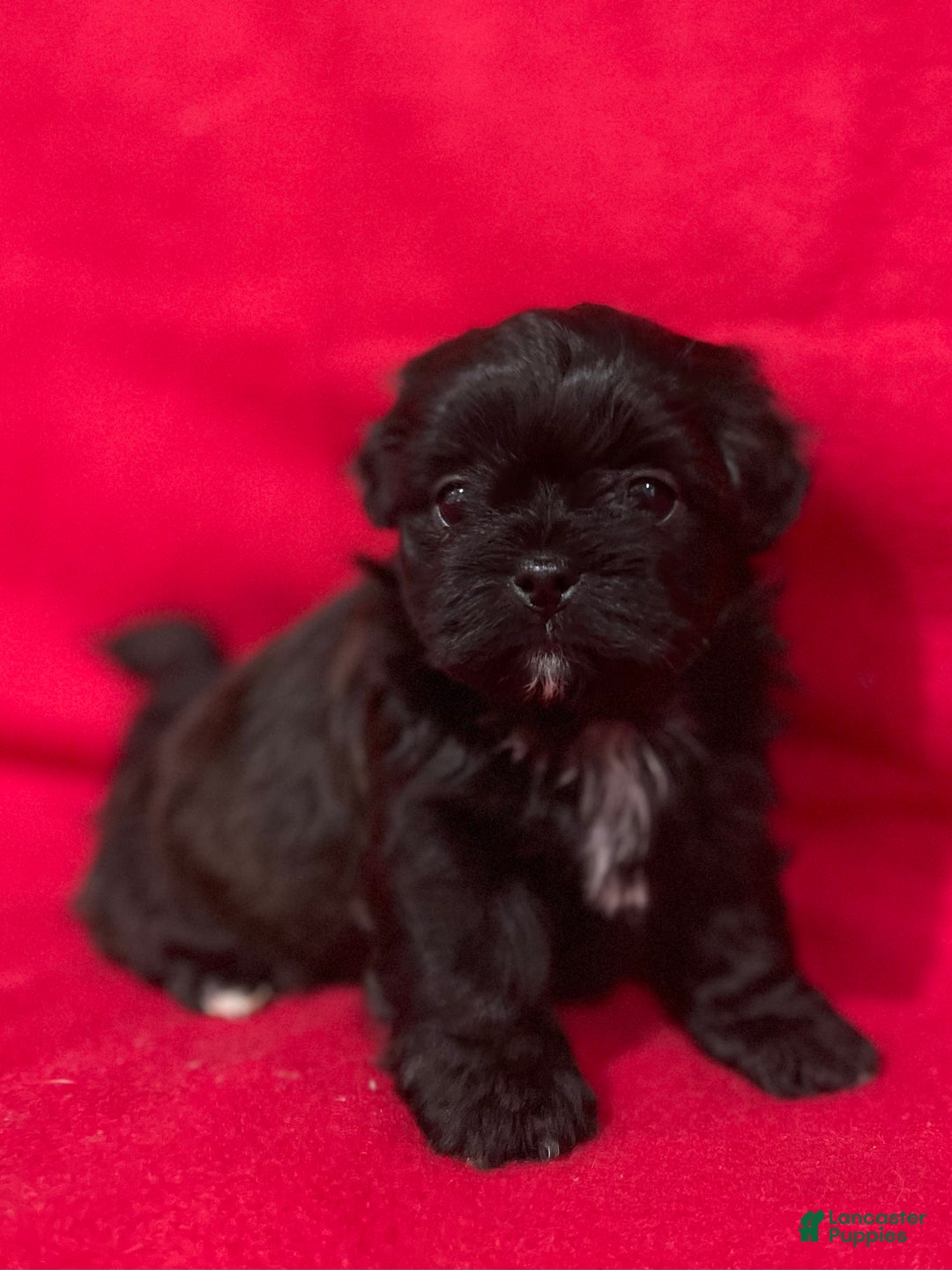 Teddy Bear dogs for sale: Lexi - Ad 2