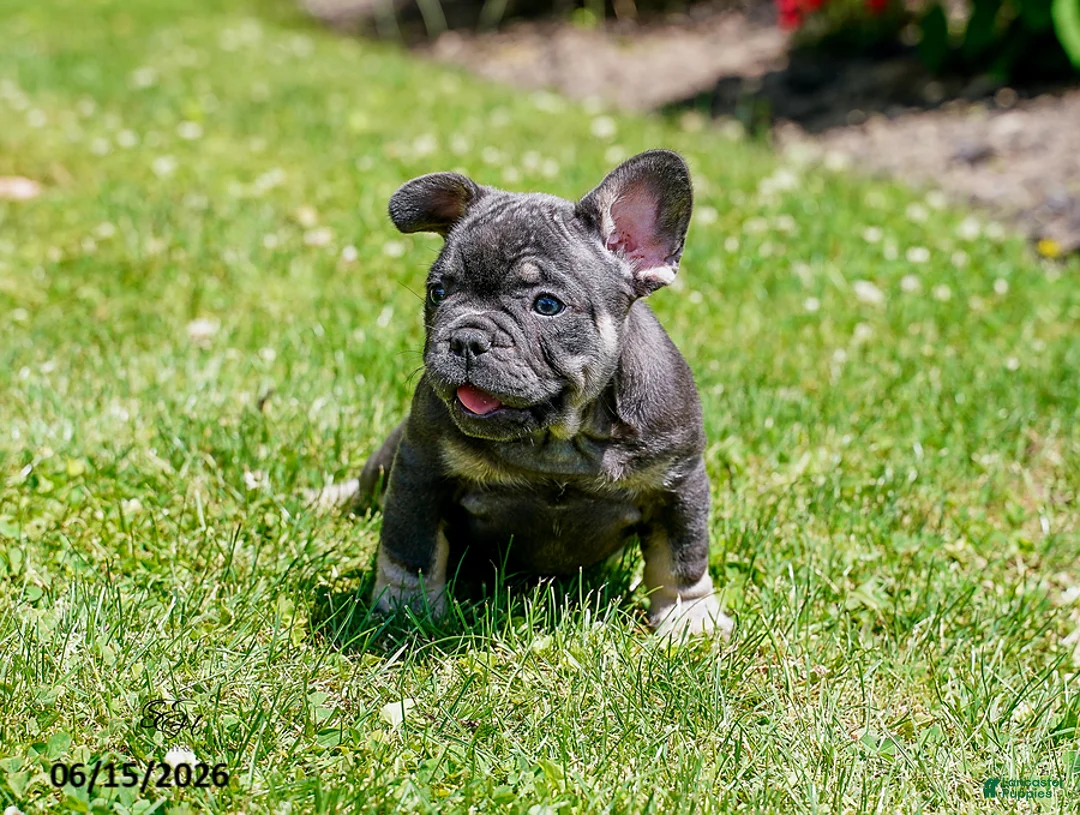 French Bulldog dogs for sale: Diesel - Ad 9