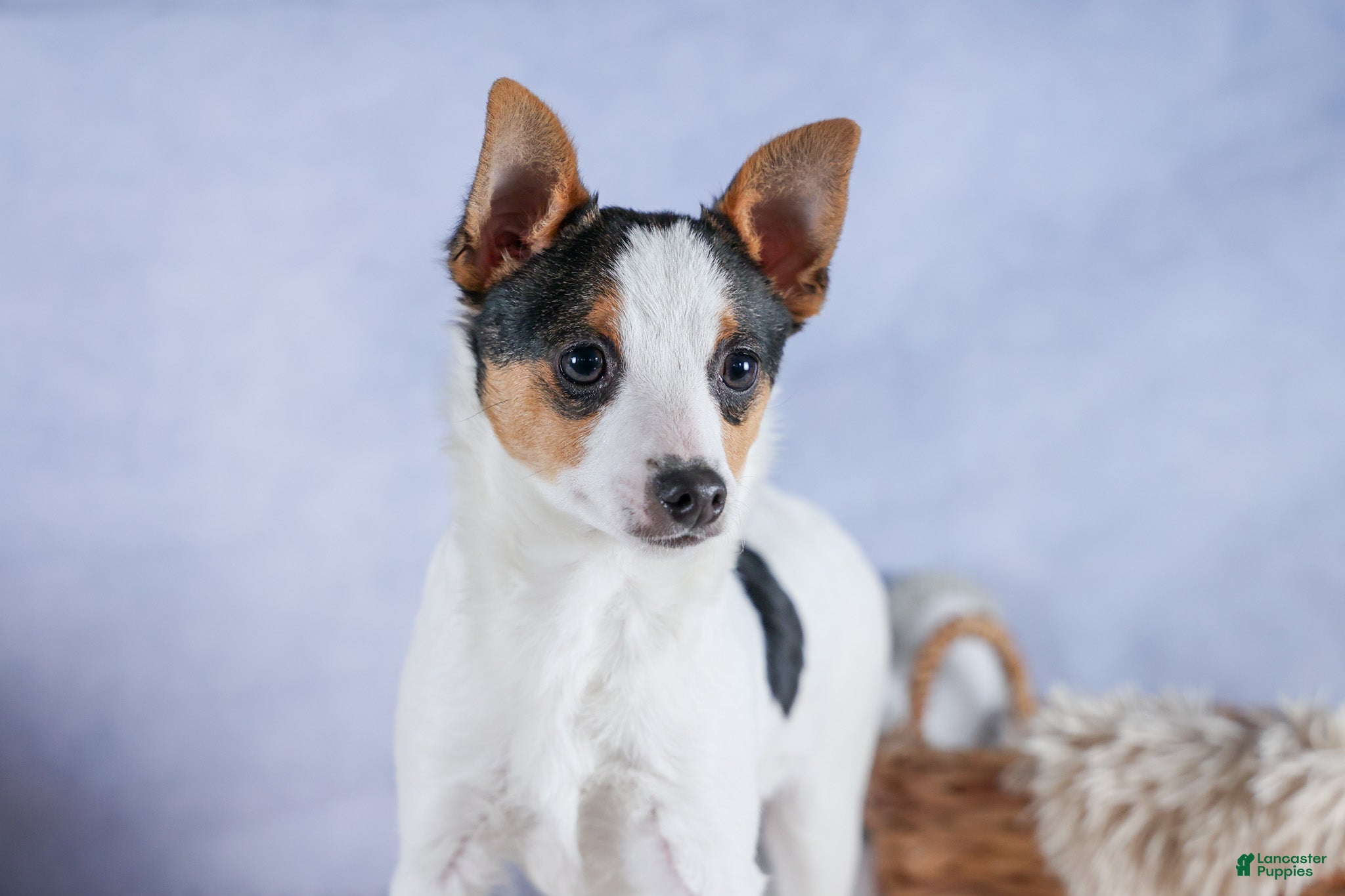 Toy Fox Terrier dogs Theo  - Ad 1