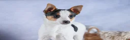 Toy Fox Terrier dogs for sale: Theo  - Ad 1