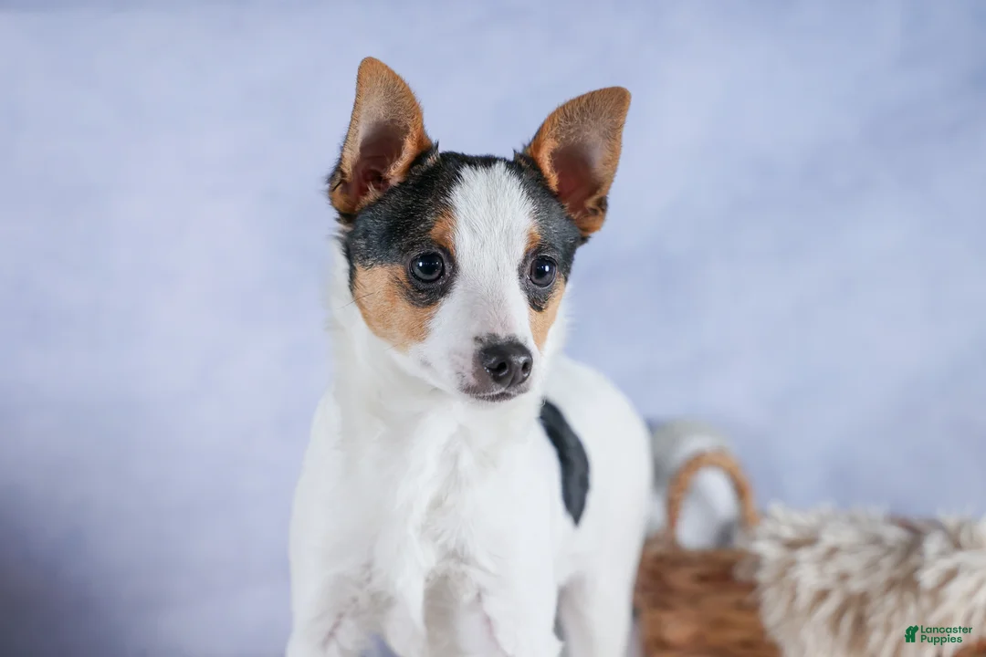 Toy Fox Terrier dogs for sale: Theo  - Ad 1