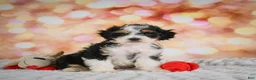 Mini Bernedoodle dogs for sale: Milly - Ad 1