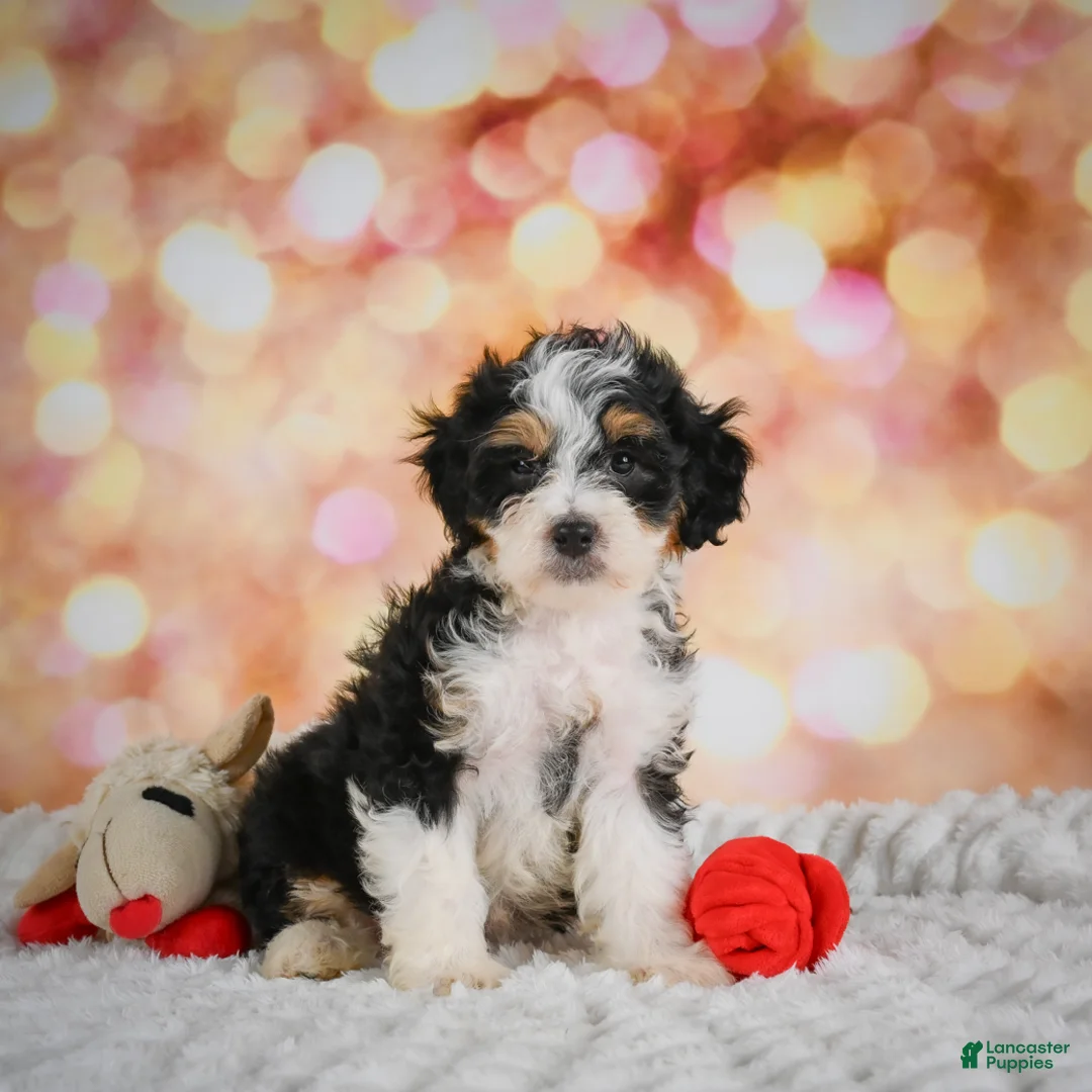 Mini Bernedoodle dogs for sale: Milly - Ad 1