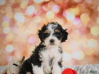 Mini Bernedoodle dogs for sale: Milly - Ad 1