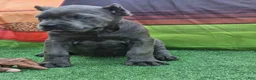 Cane Corso dogs for sale: GIZZY - Ad 7