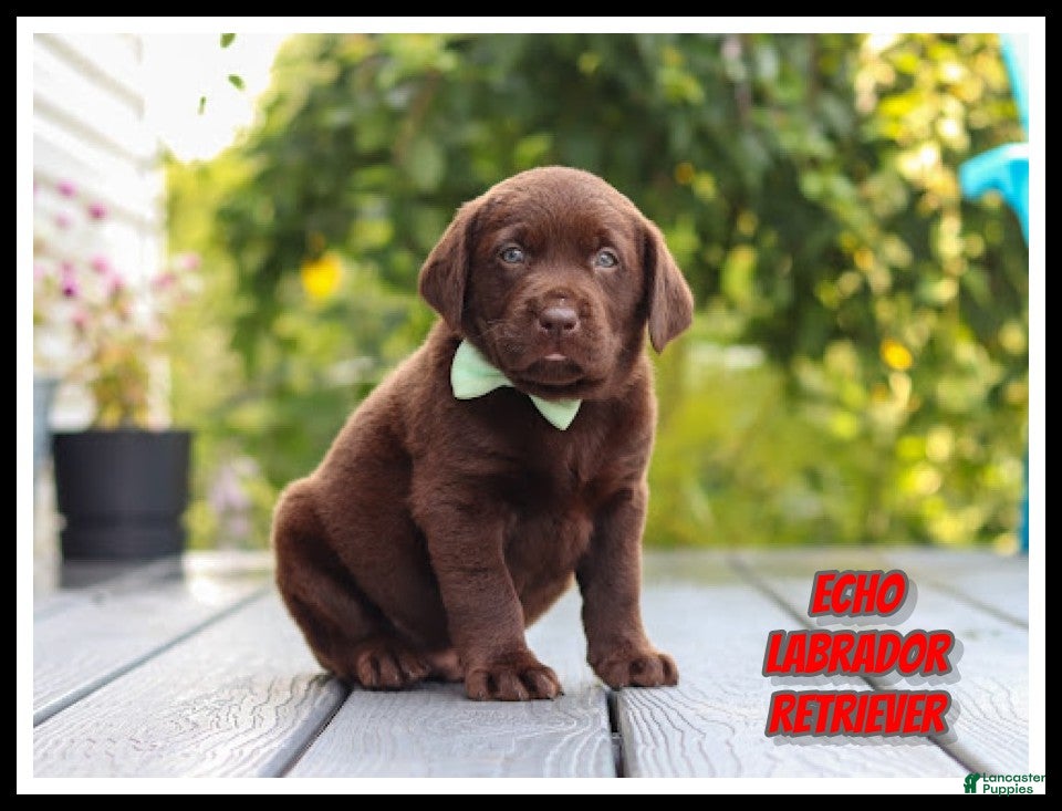 Labrador Retriever dogs Echo - Ad 1