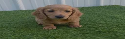 Miniature Dachshund dogs for sale: Alex - Ad 5