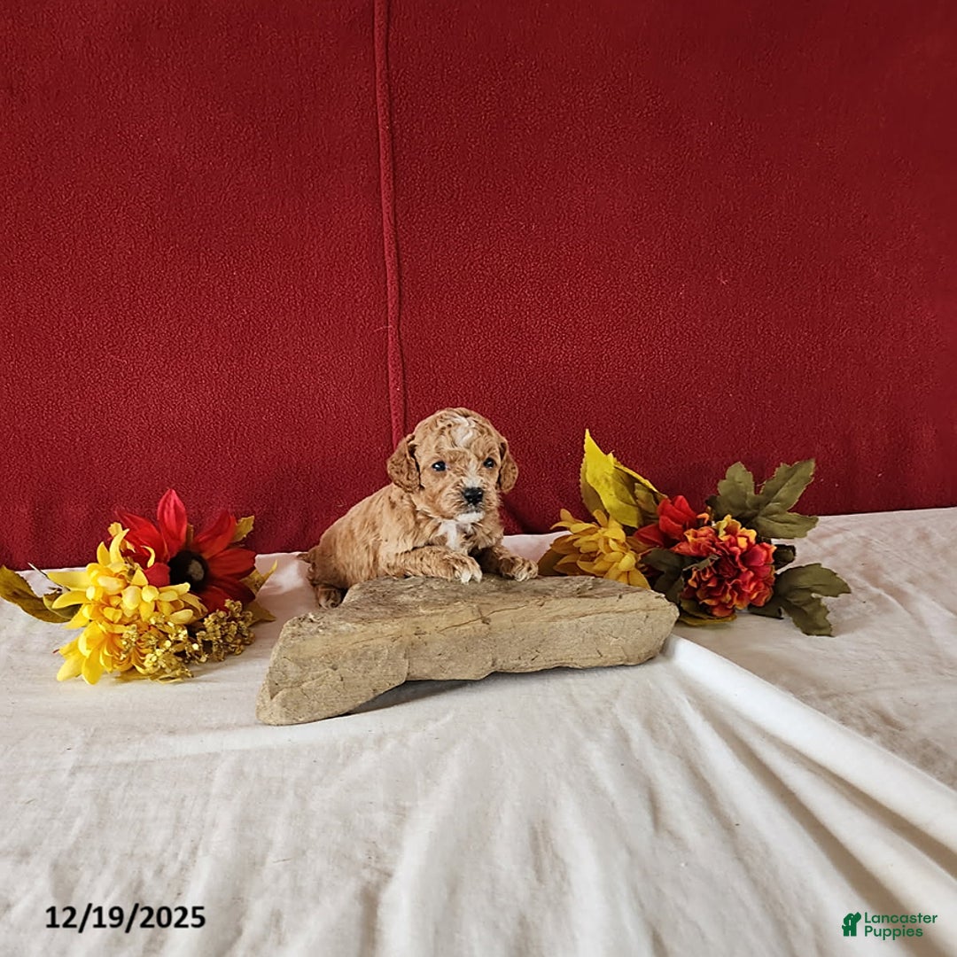 Cavapoo dogs for sale: Teo - Ad 1