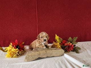 Cavapoo dogs Teo - Ad 1