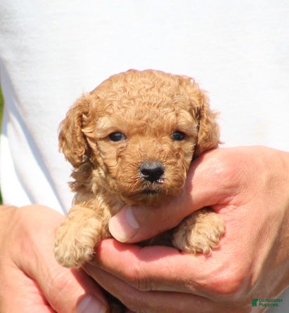 Toy Poodle dogs Angel - Ad 1