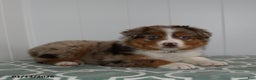 Australian Shepherd dogs for sale: Lance - Ad 3