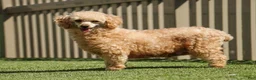Miniature Poodle dogs for sale: Jance - Ad 10