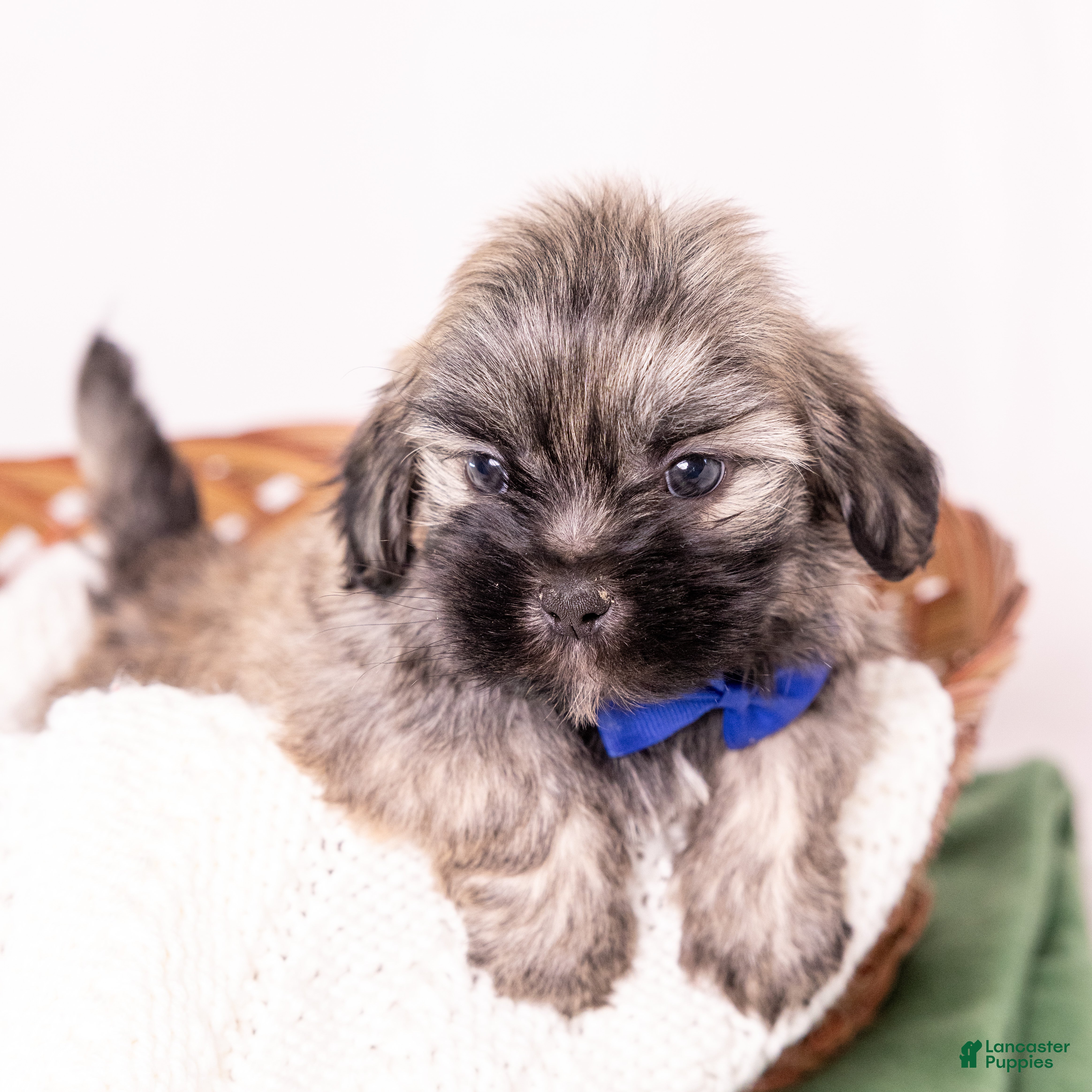 Mixed Breed dogs Liberty - Ad 2
