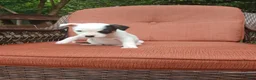 Mixed Breed dogs for sale: Zola - Ad 2