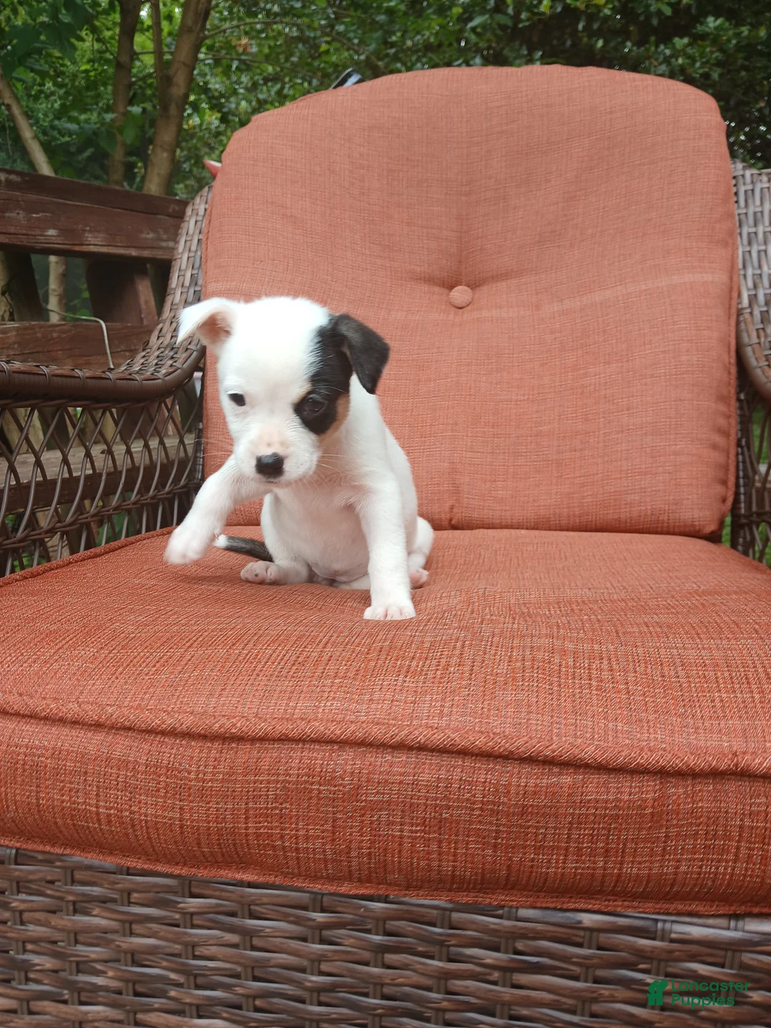 Mixed Breed dogs for sale: Zola - Ad 2