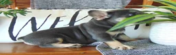 French Bulldog dogs for sale: Ben - Ad 8