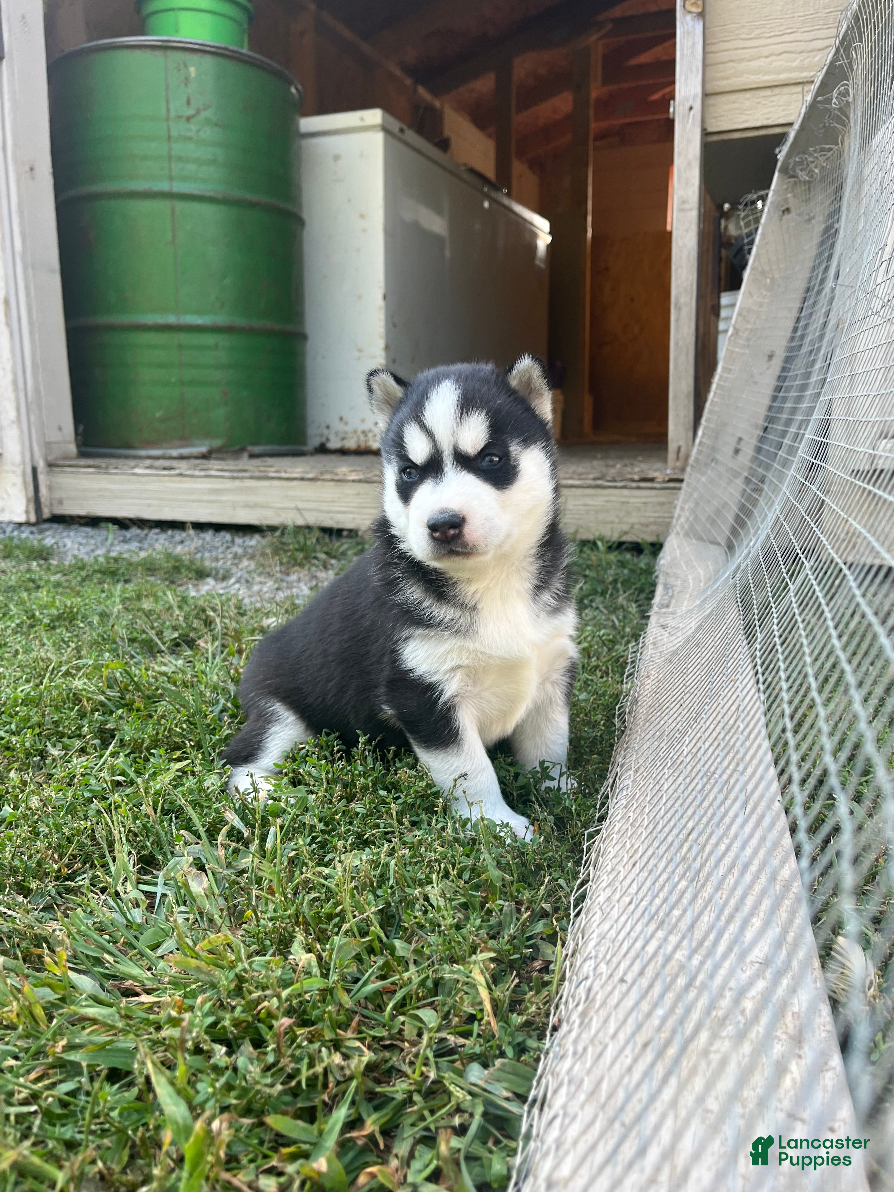 With Blue Eyes Free Husky Puppies Near Me Siberian Husky