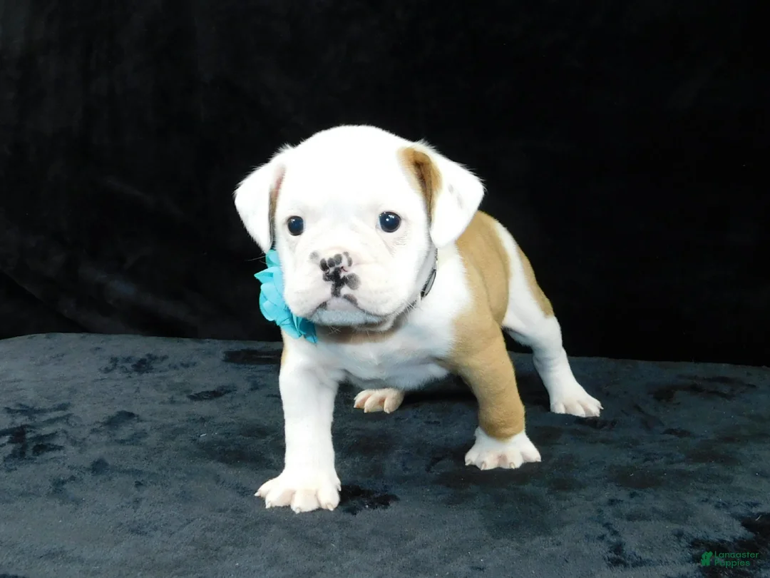 Mixed Breed dogs for sale: Bruno - Ad 2