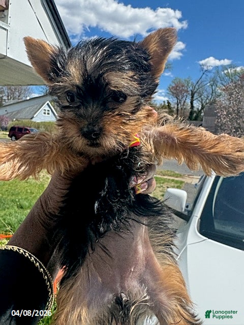 Yorkshire Terrier dogs Tiny - Ad 2