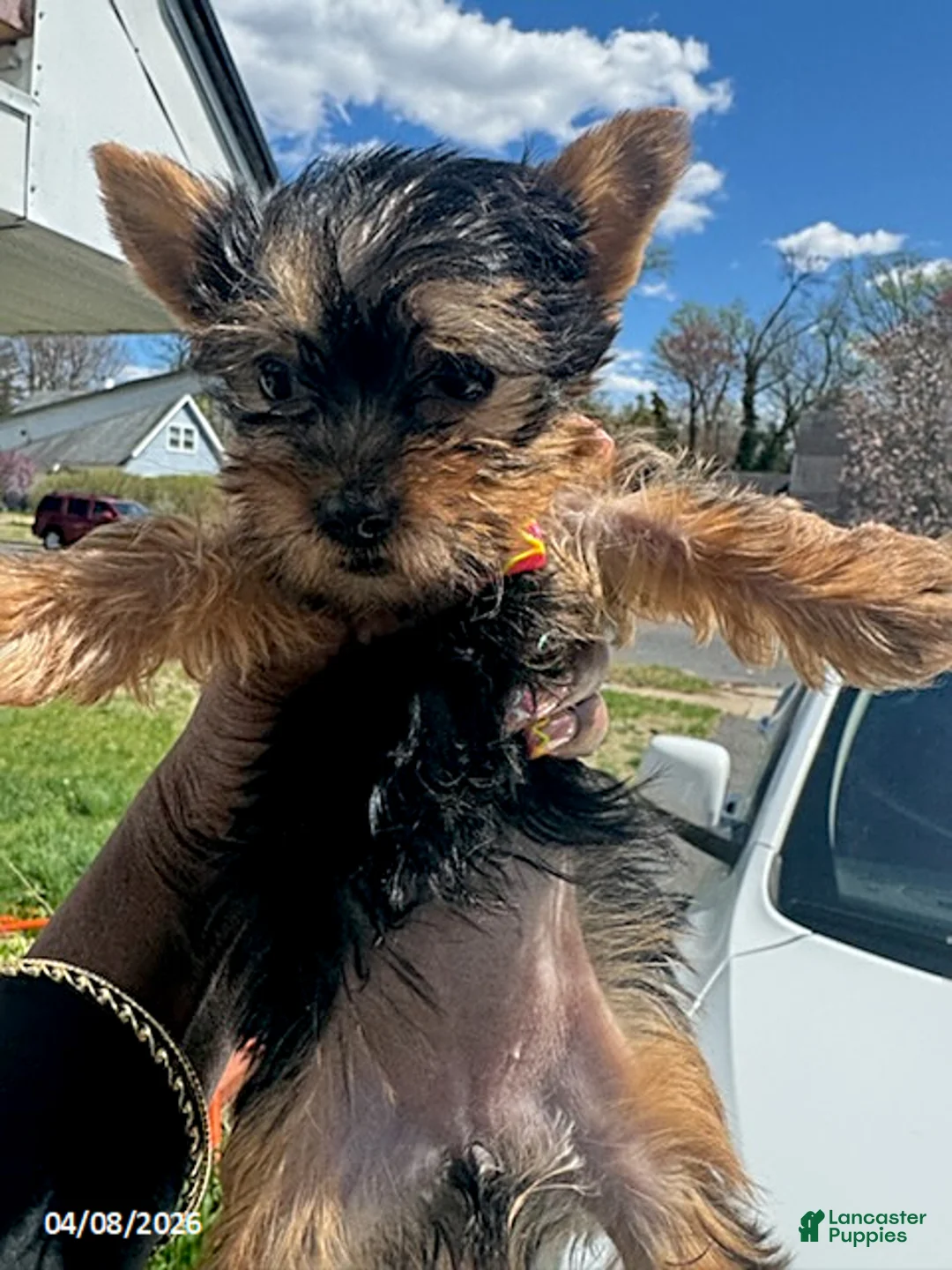 Yorkshire Terrier dogs for sale: Tiny - Ad 2