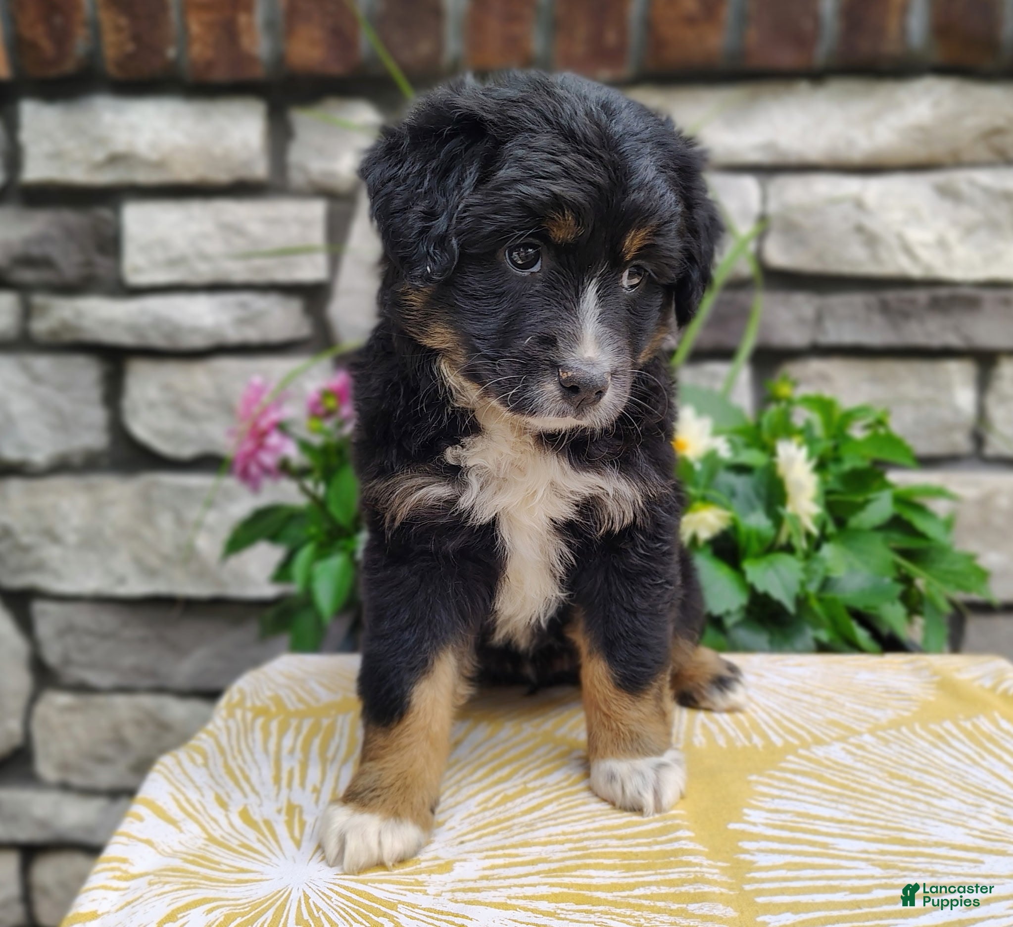 Miniature Australian Shepherd dogs for sale: Oreo  - Ad 1