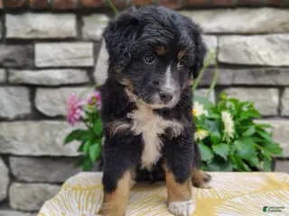 Miniature Australian Shepherd dogs for sale: Oreo - Ad 1