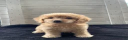 Cockapoo dogs for sale: Sweetie  - Ad 6