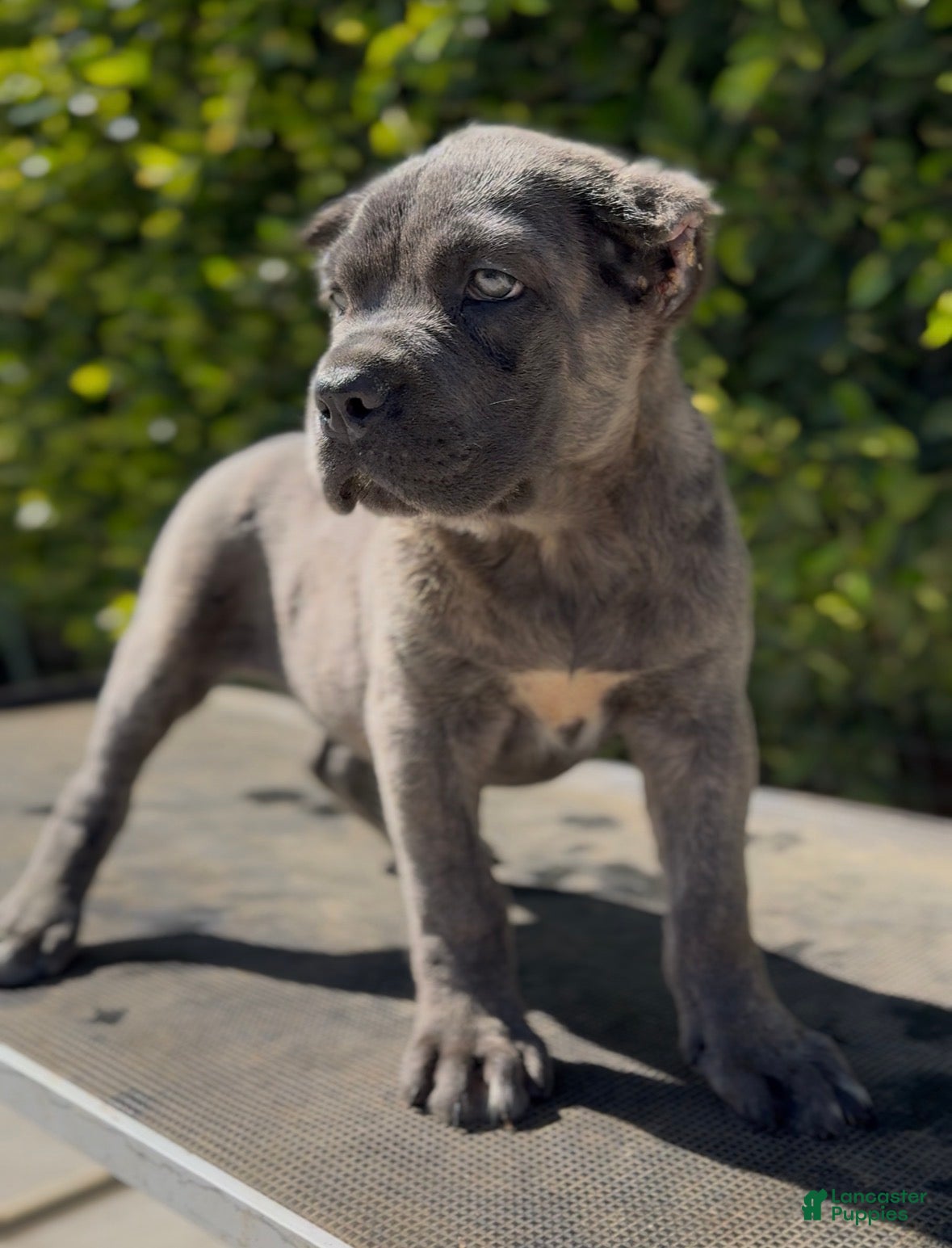Cane Corso dogs Top Pick Female - Ad 1