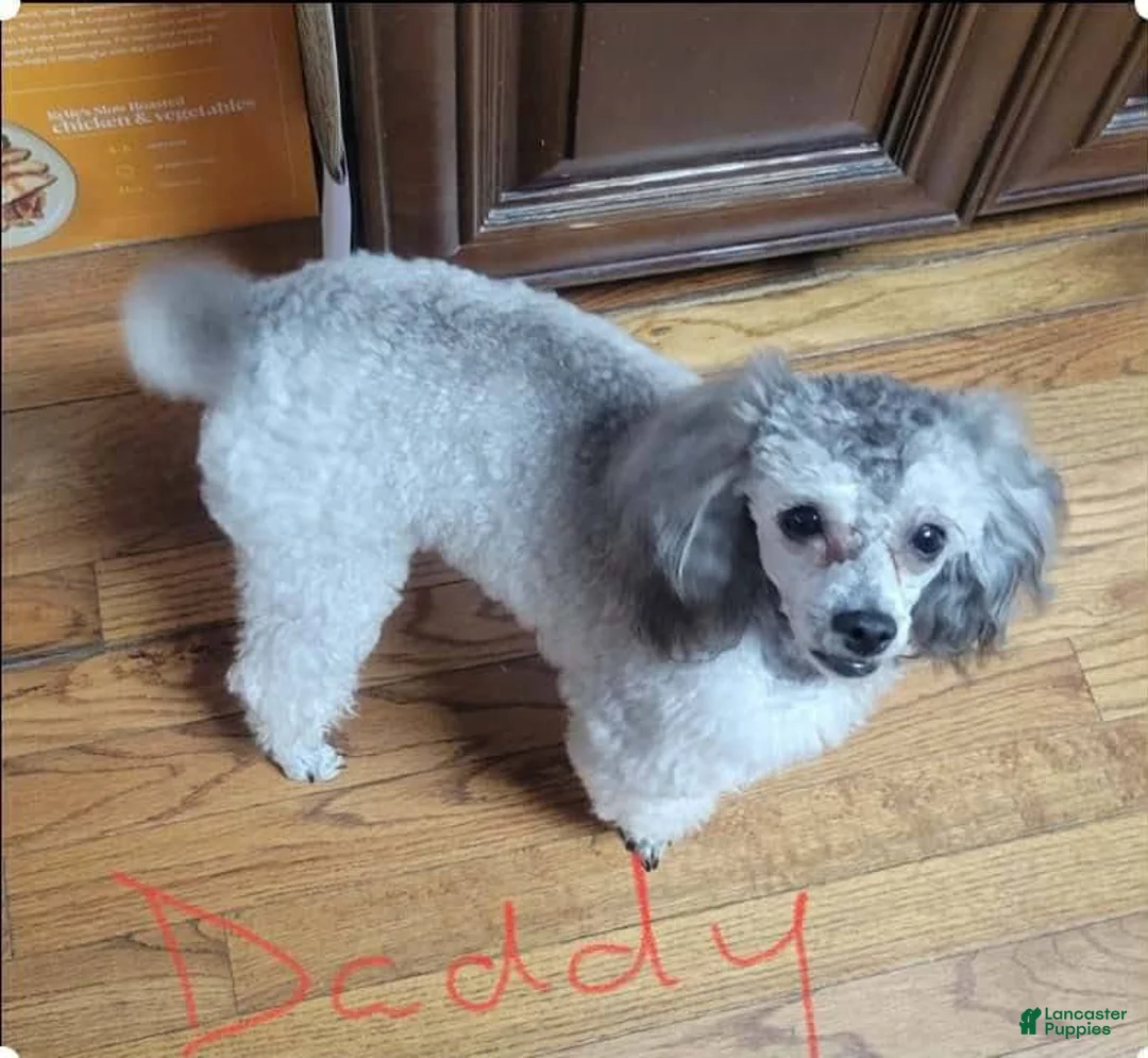 Havapoo dogs for sale: Havapoo Puppy 1 - Ad 6