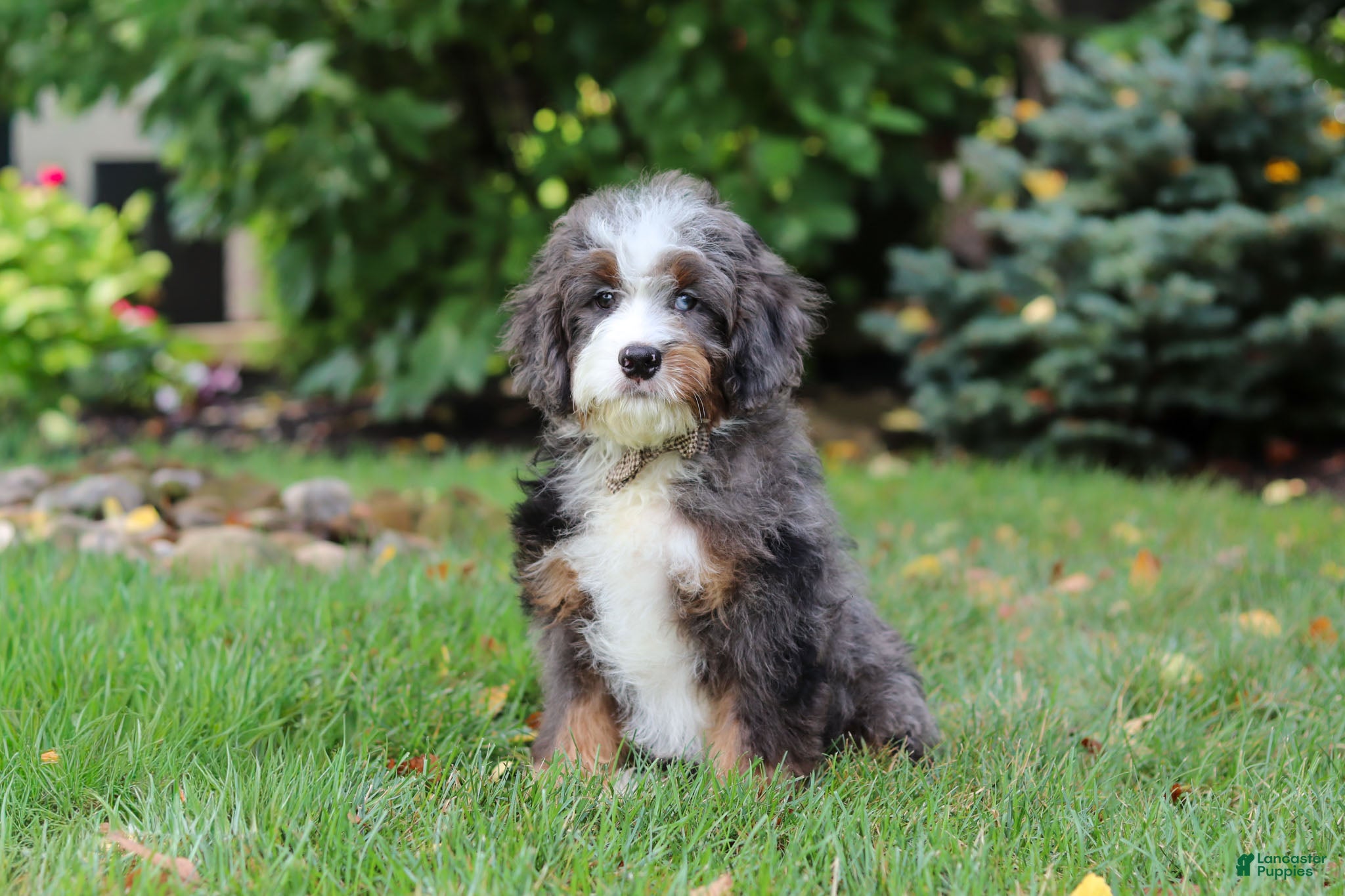 Mini Bernedoodle dogs Whyatt - Ad 2