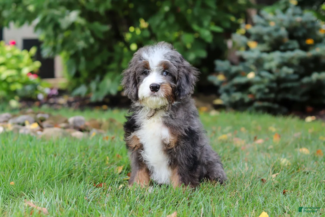 Mini Bernedoodle dogs for sale: Whyatt - Ad 2