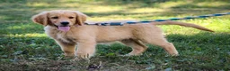 Golden Retriever dogs for sale: Amber AKC Golden Retriever - Ad 5