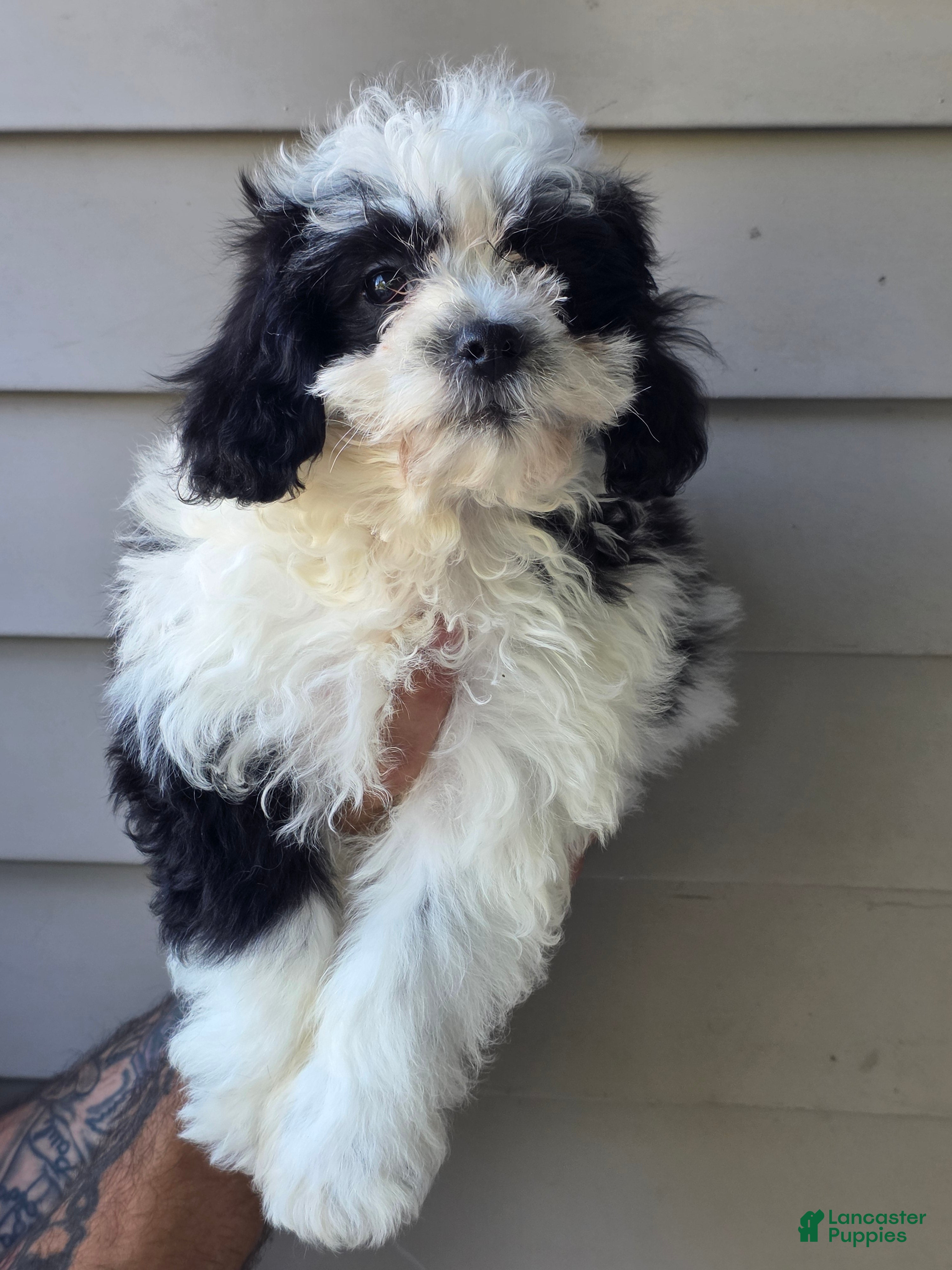 Teddy Bear dogs Peggy  - Ad 1