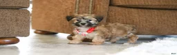 Morkie dogs for sale: Milo - Ad 4