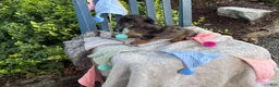 Miniature Dachshund dogs for sale: Tilly - Ad 6