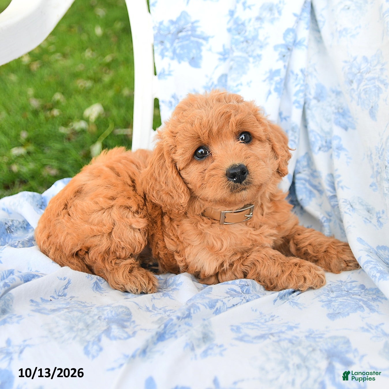 Miniature Labradoodle dogs for sale: Crumpet - Ad 2